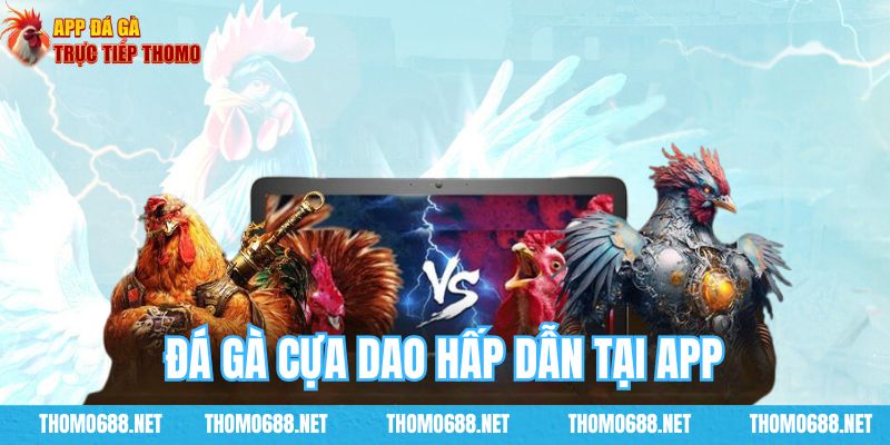 Đá gà cựa dao hấp dẫn tại app