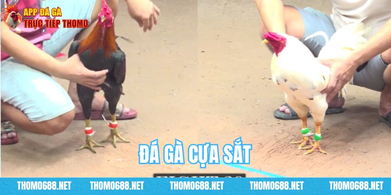 Đá gà cựa sắt đủ các bồ CPC tại Campuchia