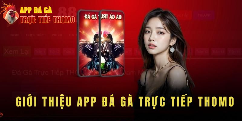 Tìm hiểu thông tin về App Đá Gà Trực Tiếp Thomo là gì?