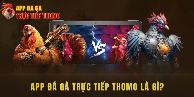 App Đá Gà Trực Tiếp Thomo là gì? Sân chơi chuyên nghiệp hàng đầu