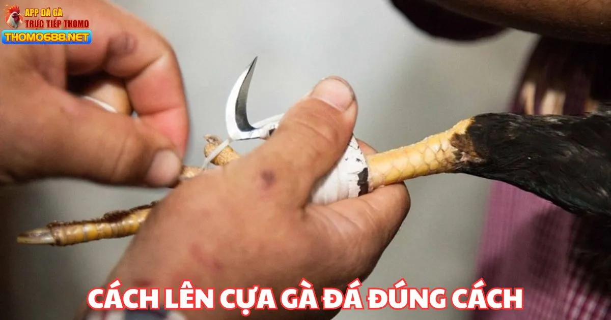 Cách lên cựa - Hướng dẫn 4 bước lên cựa gà chọi hiệu quả