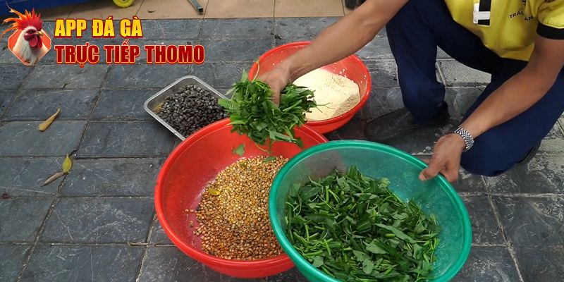 Cách nuôi gà đá tập trung vào chế độ ăn uống