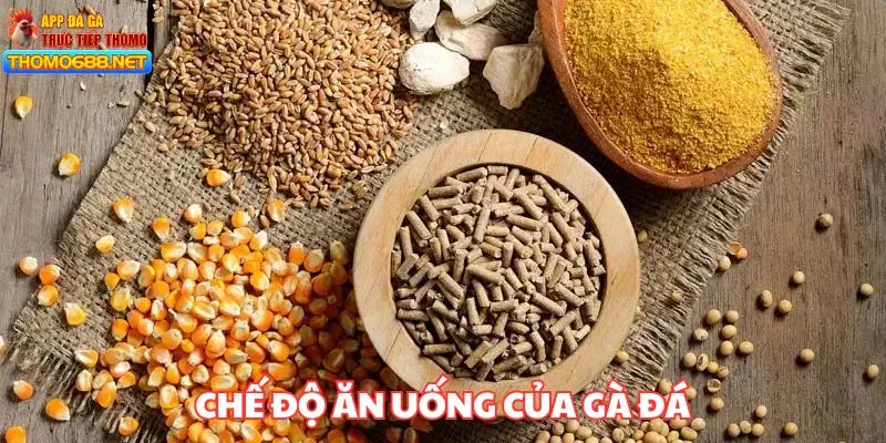 Cách nuôi gà đá tập trung vào chế độ ăn uống