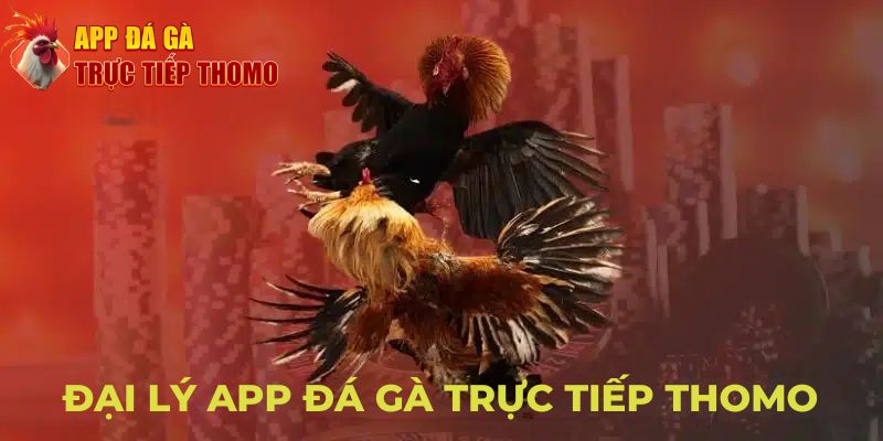 Đại lý App Đá Gà Trực Tiếp Thomo - Cơ hội kiếm thu nhập hấp dẫn