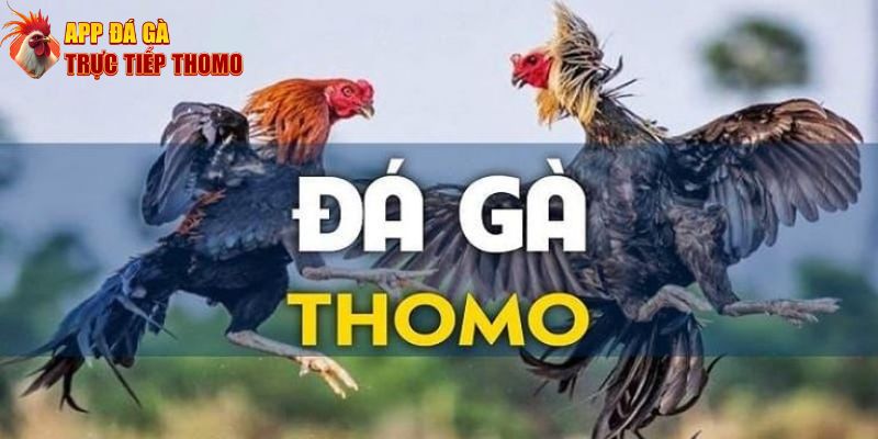 Đánh giá App Đá Gà Trực Tiếp Thomo - Thiên đường đá gà uy tín top 1