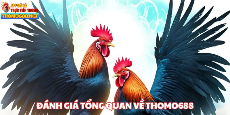 Đánh giá THOMO688 về các thông tin tổng quan