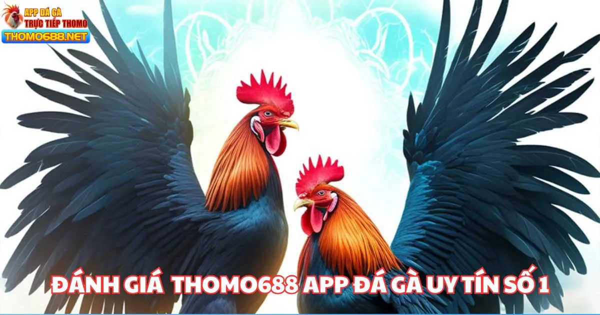 Đánh giá THOMO688 - Thương hiệu đá gà trực tuyến uy tín top 1