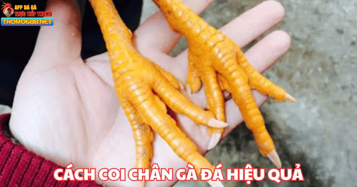 Cách coi chân gà đá - Kỹ thuật đánh giá sức mạnh chiến kê